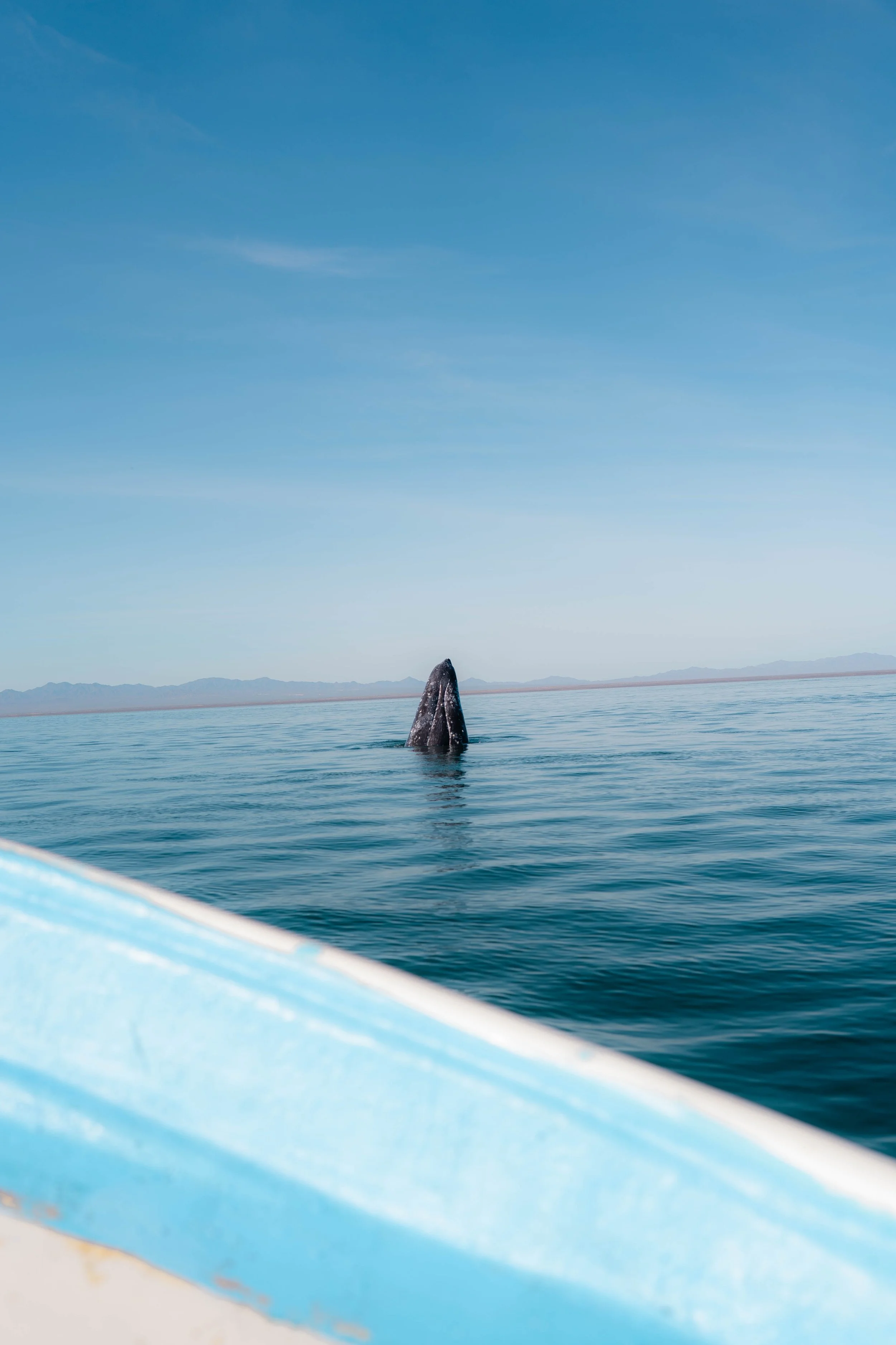 Whale.jpg