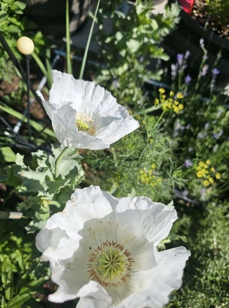 White Sissinghurst Poppy Seeds