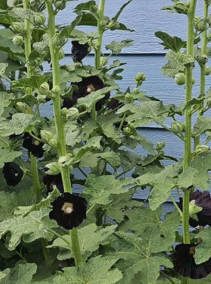 Black Hollyhock seeds