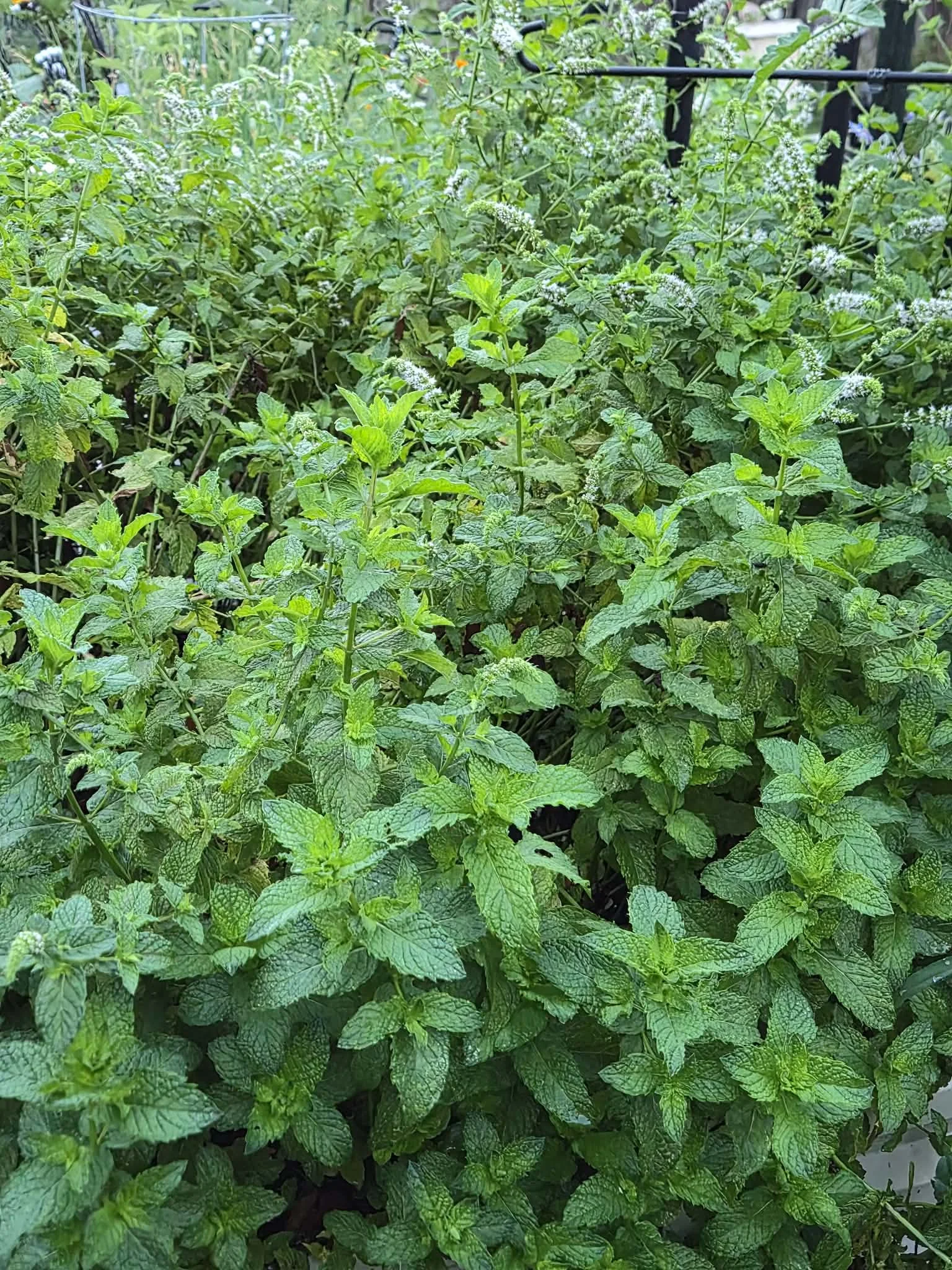 Spearmint Dry Herb 1/4 (.25) oz