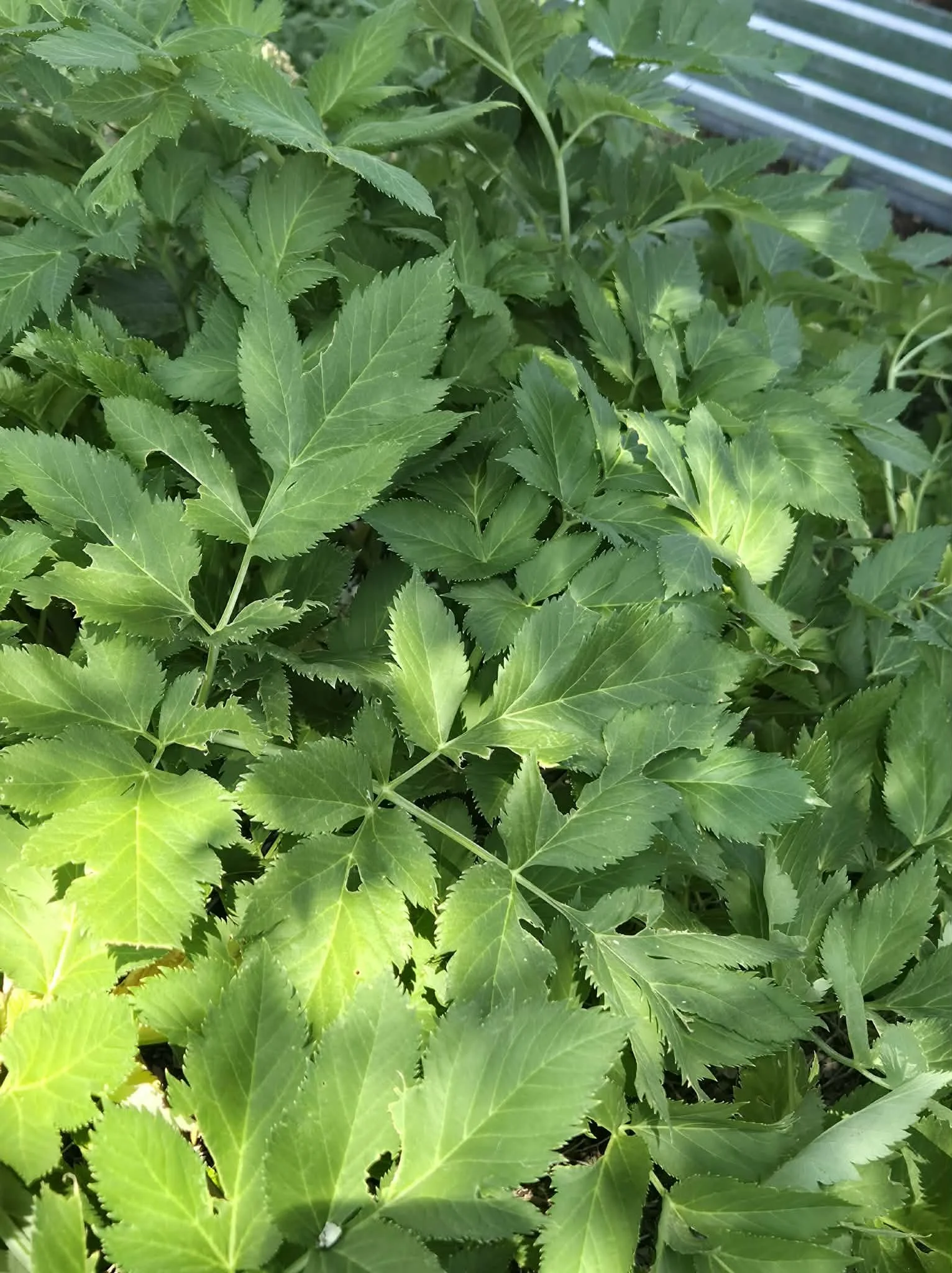 Angelica Leaf Dry Herb 1/4 (.25) oz