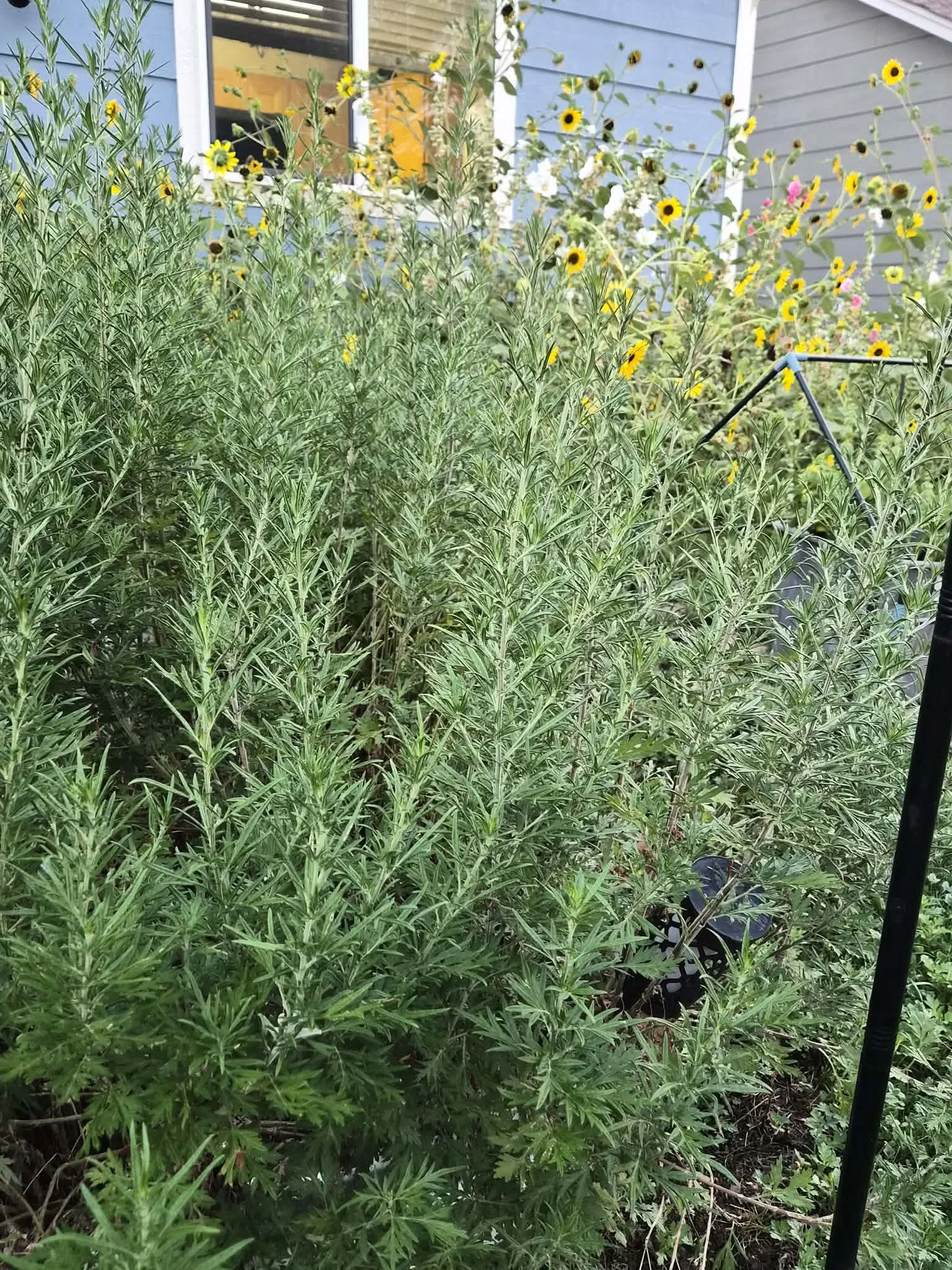 Mugwort Dry Herb 1/4 (.25) oz