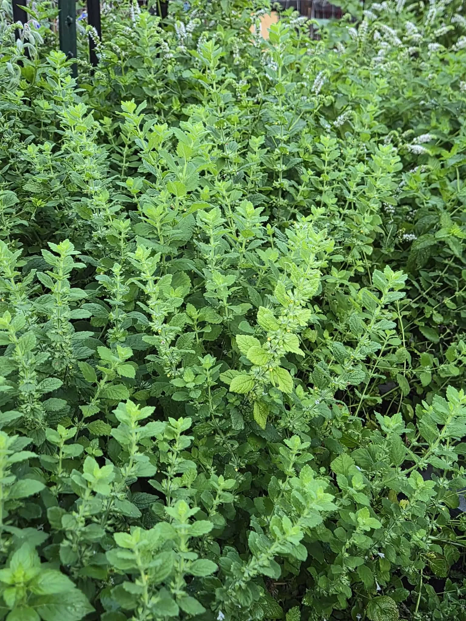 Lemon Balm Leaf Dry Herb 1/4 (.25) oz