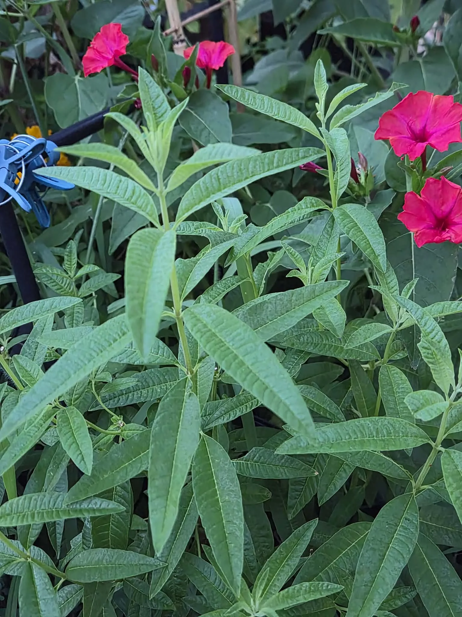 Lemon Verbena Leaf Dry Herb 1/4 (.25) oz