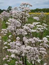 Valerian.jpg