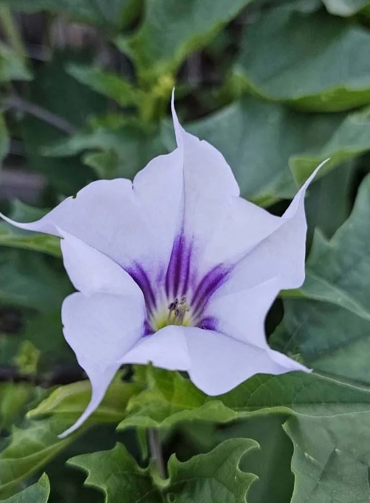 Datura1.jpg