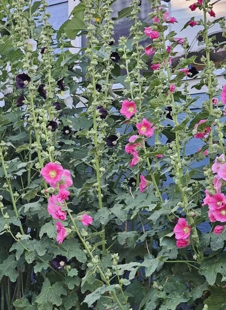 Mixed Hollyhocks.jpg