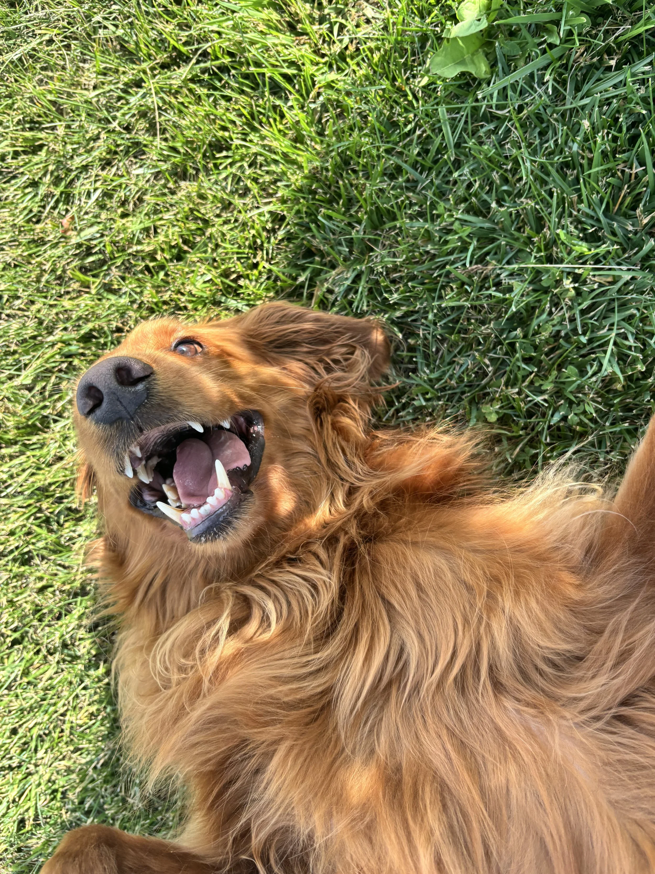 Image of dog Mondo (a Golden Labradoodle) lying on green grass, smiling with eyes open.