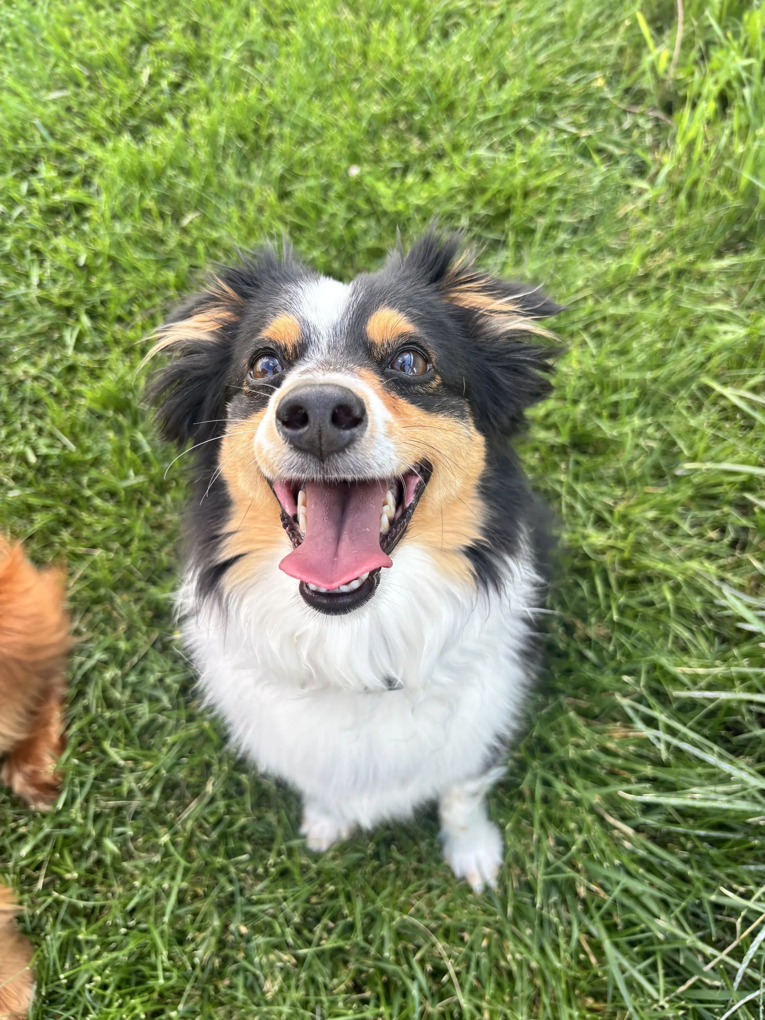 Image of Ollie, a happy toy Australian Shepherd with a black, white, and tan coat sitting on green grass, looking up with its tongue out.