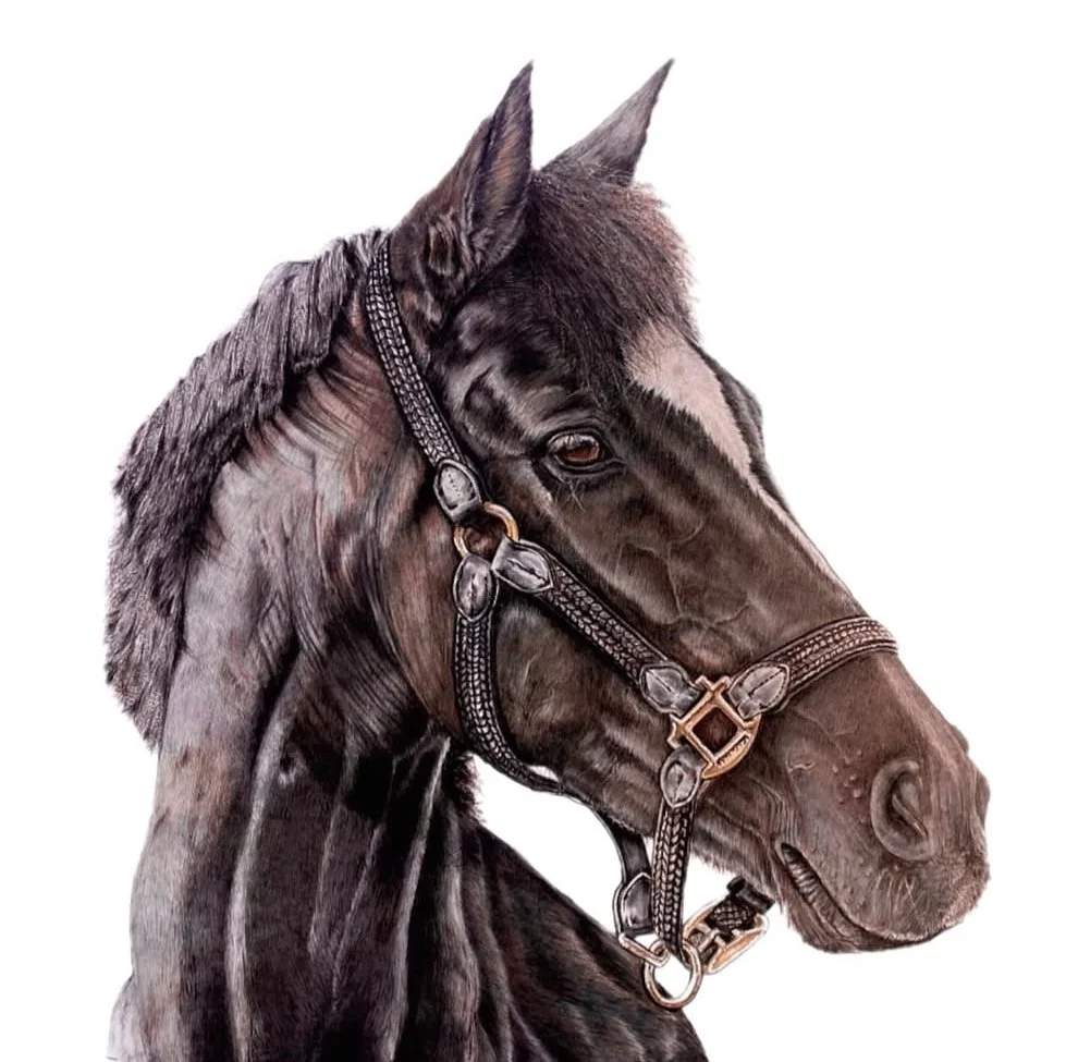 pet portrait commission | HARRIET ALICE TAYLOR