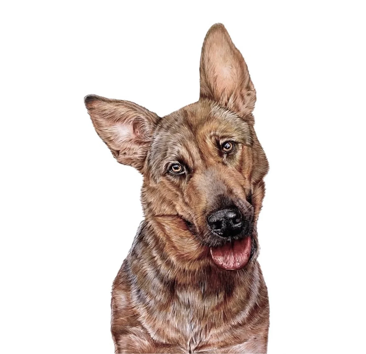 pet portrait commission | HARRIET ALICE TAYLOR