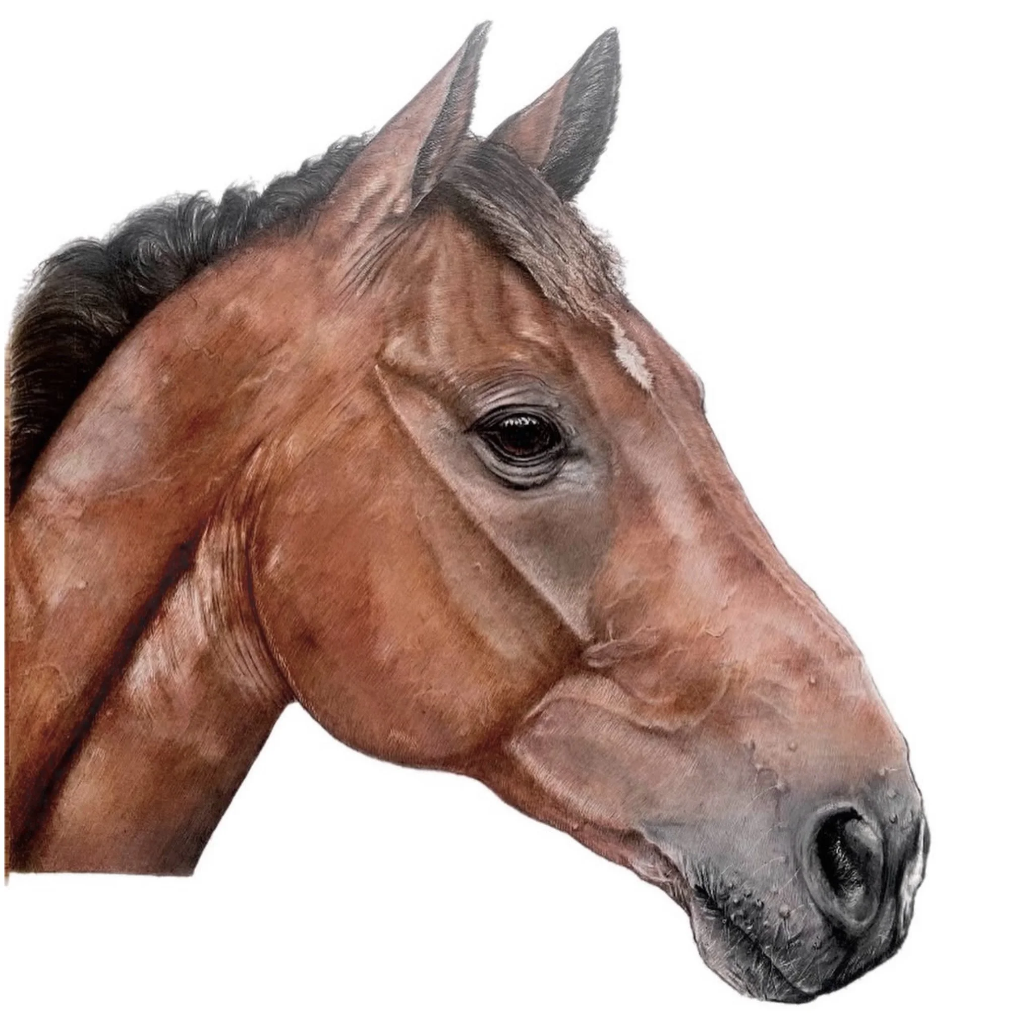 pet portrait commission | HARRIET ALICE TAYLOR