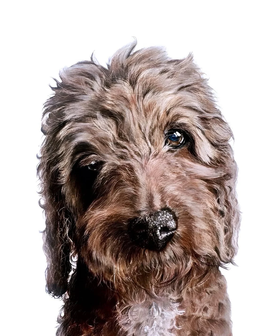 pet portrait commission | HARRIET ALICE TAYLOR
