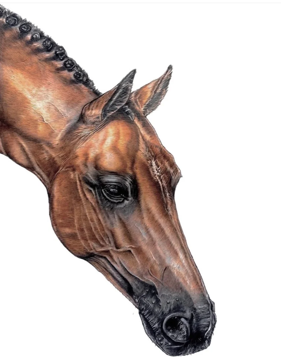 pet portrait commission | HARRIET ALICE TAYLOR