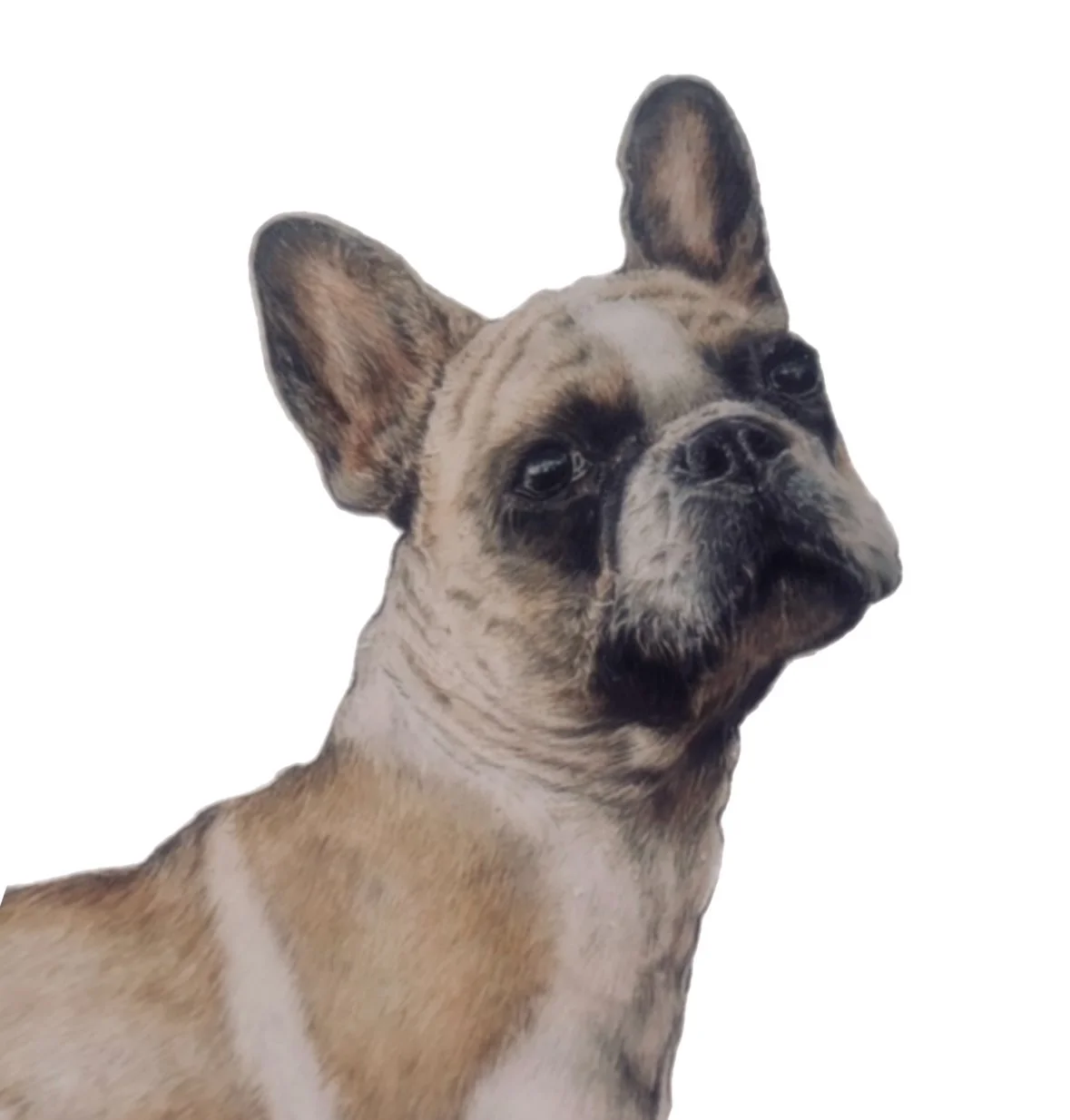 pet portrait commission | HARRIET ALICE TAYLOR