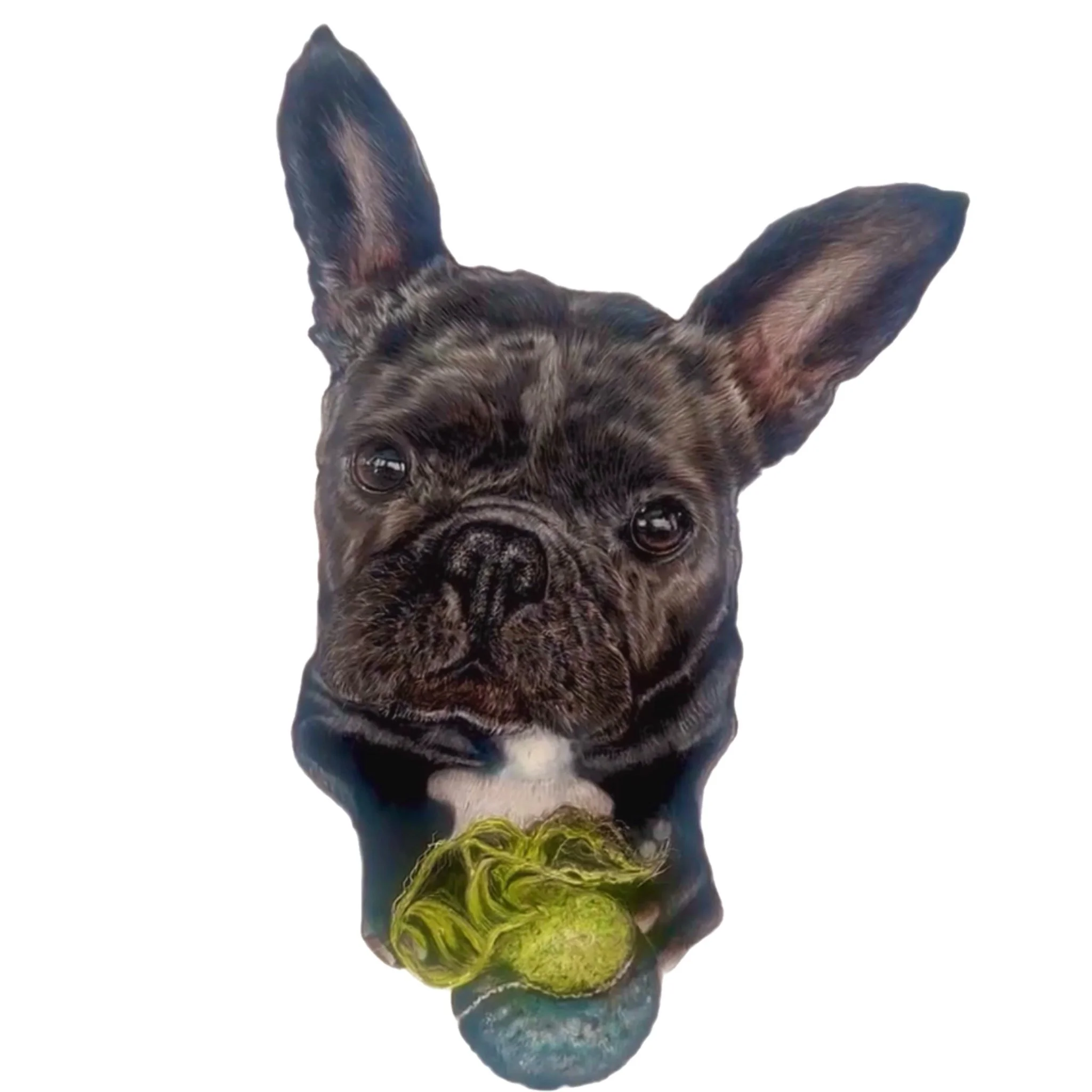 pet portrait commission | HARRIET ALICE TAYLOR
