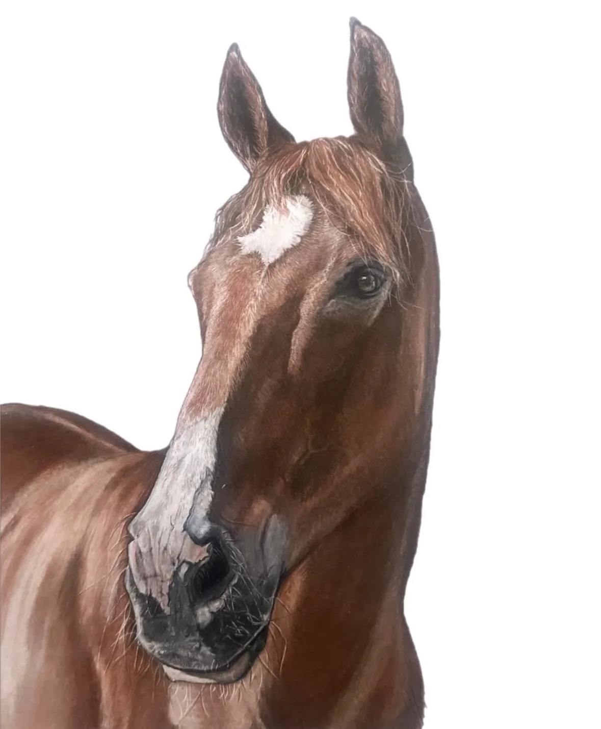 pet portrait commission | HARRIET ALICE TAYLOR