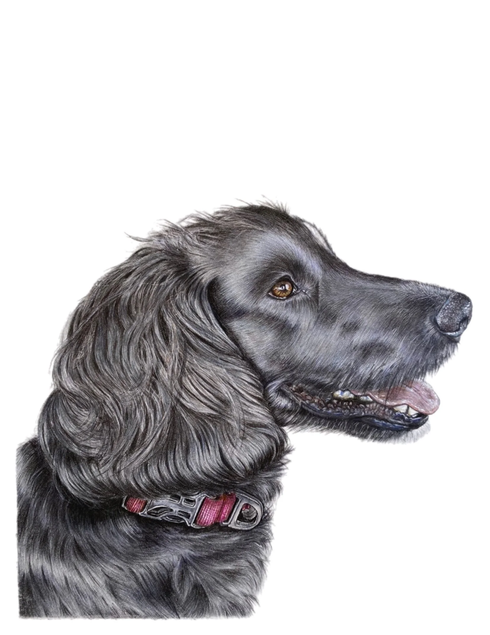 Spaniel pet portrait commission | HARRIET ALICE TAYLOR
