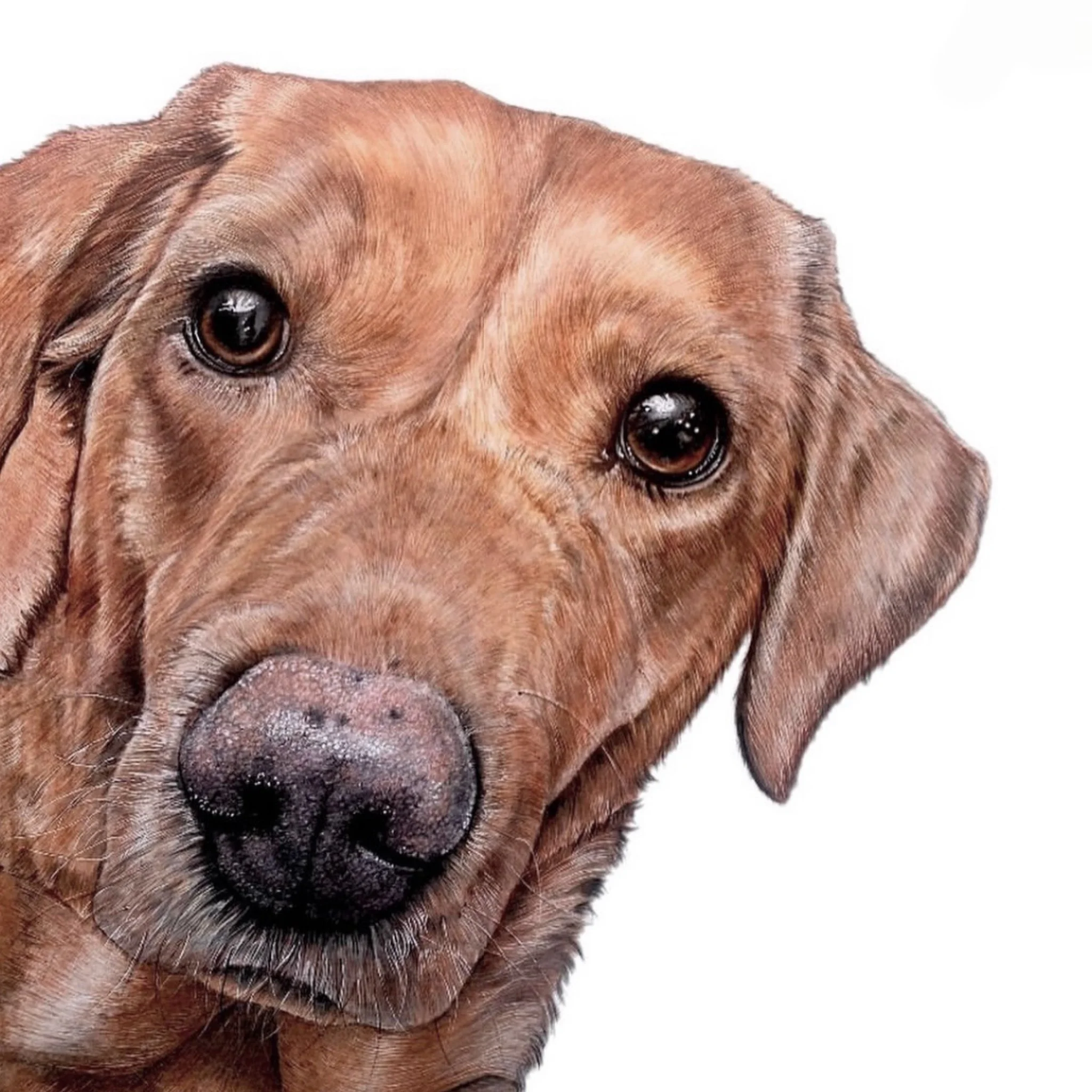 pet portrait commission | HARRIET ALICE TAYLOR