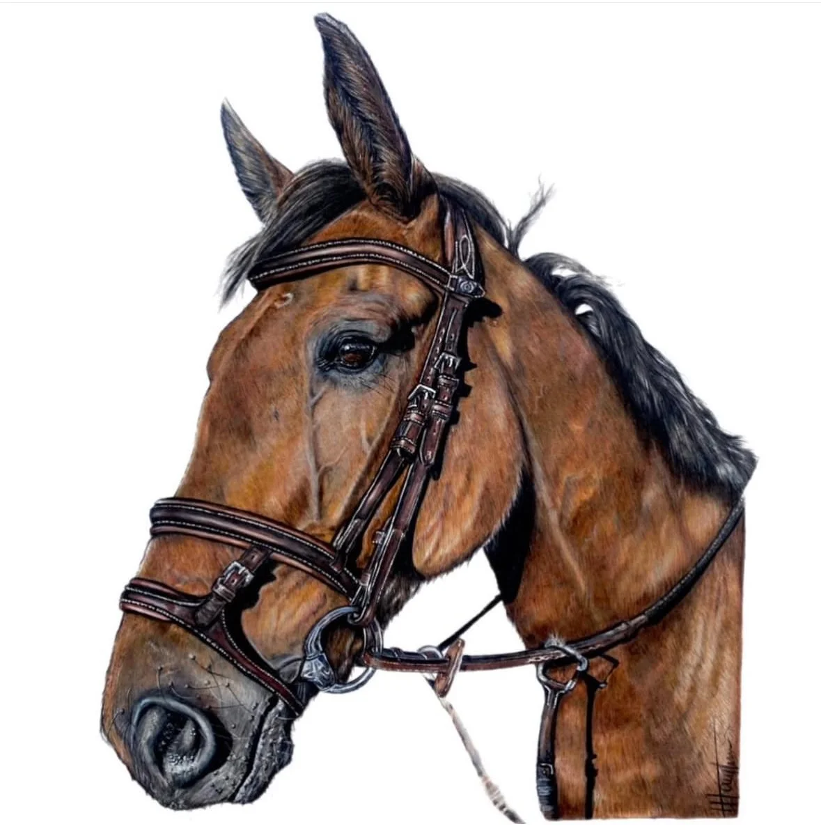 pet portrait commission | HARRIET ALICE TAYLOR