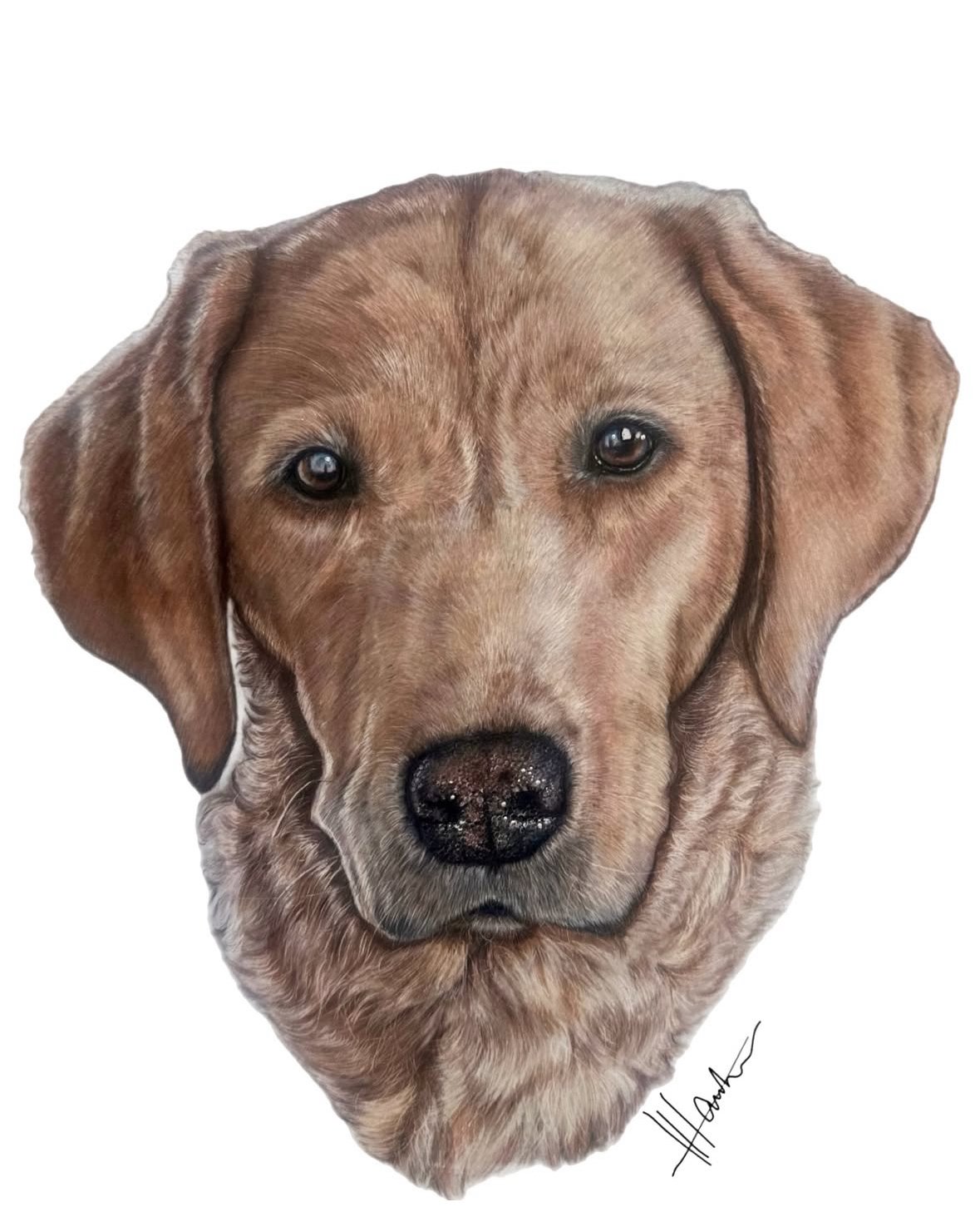 pet portrait commission | HARRIET ALICE TAYLOR