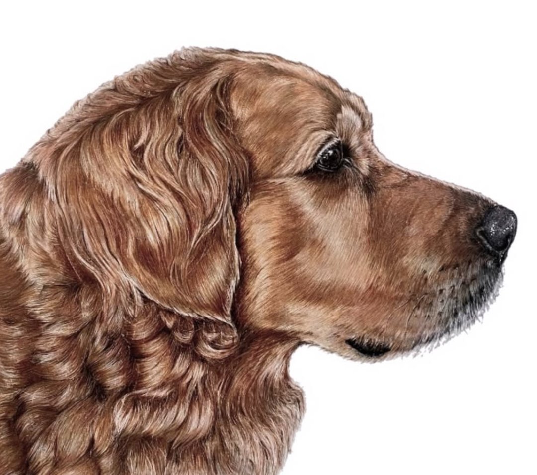 pet portrait commission | HARRIET ALICE TAYLOR