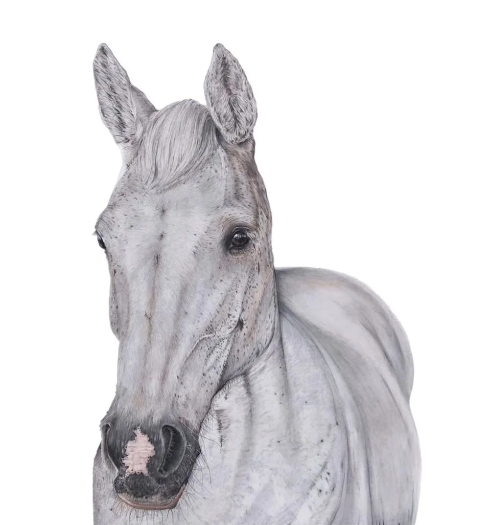 pet portrait commission | HARRIET ALICE TAYLOR