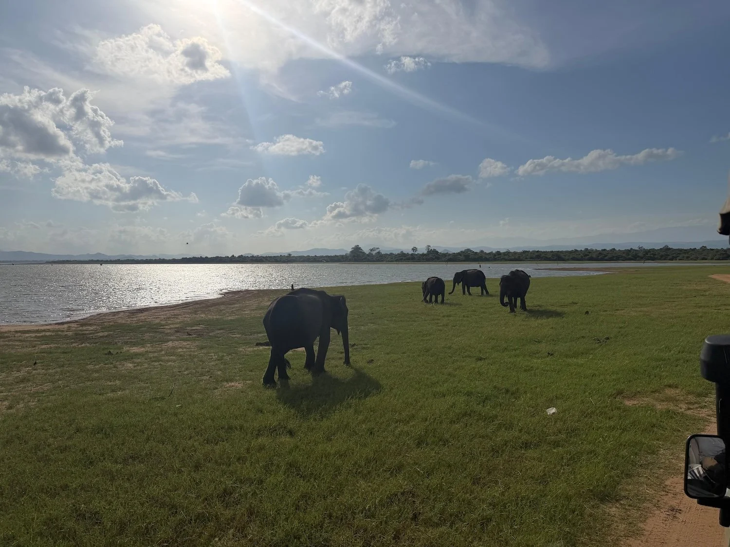 Elephants at Udawalawe National Park near Ranawara Villa