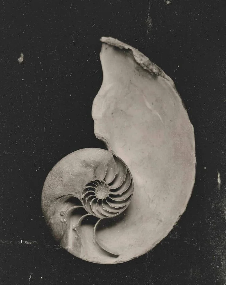 Close-up of a fossilized ammonite shell with spiral pattern, black background.