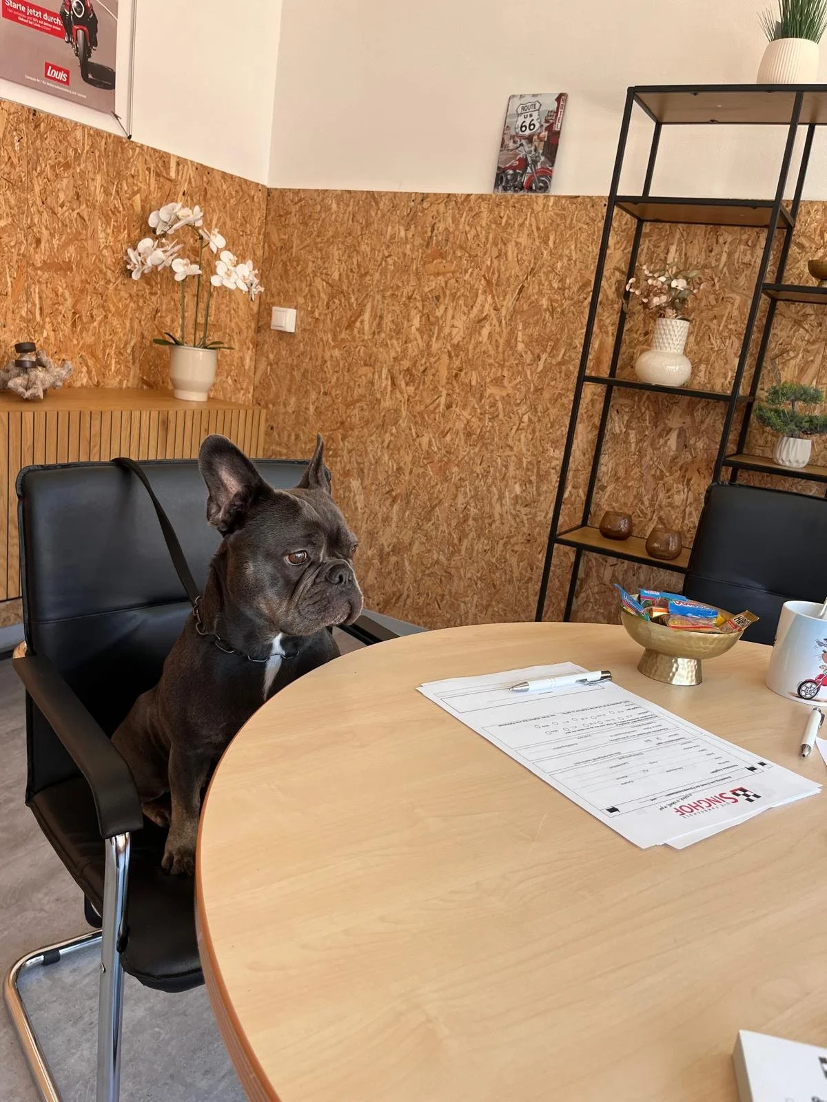 Ein schwarzer Hund sitzt an einem Tisch in einem Raum mit Holzvertäfelung an der Wand. Auf dem Tisch liegt ein Dokument mit einem Kugelschreiber, eine Schale mit Bonbons, eine Tasse mit einem Auto-Motiv und ein weißer Becher. Im Hintergrund sind Pflanzen und Deko-Artikel, darunter eine Vase mit weißen Blumen und eine Wanddekoration mit Route 66.