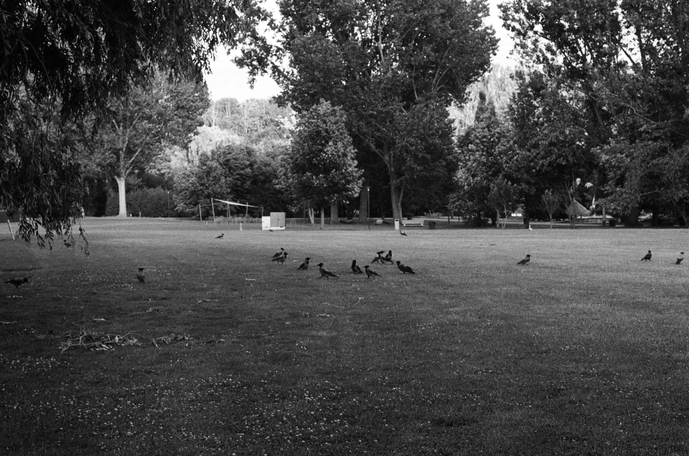 CROWS