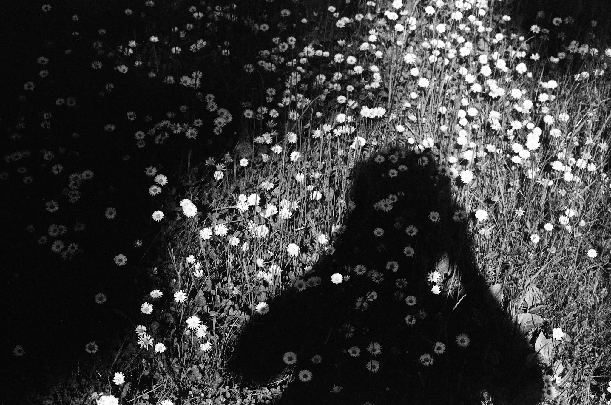Shadow self-portrait among wild daisies. A black and white photograph exploring presence, memory, and light.
