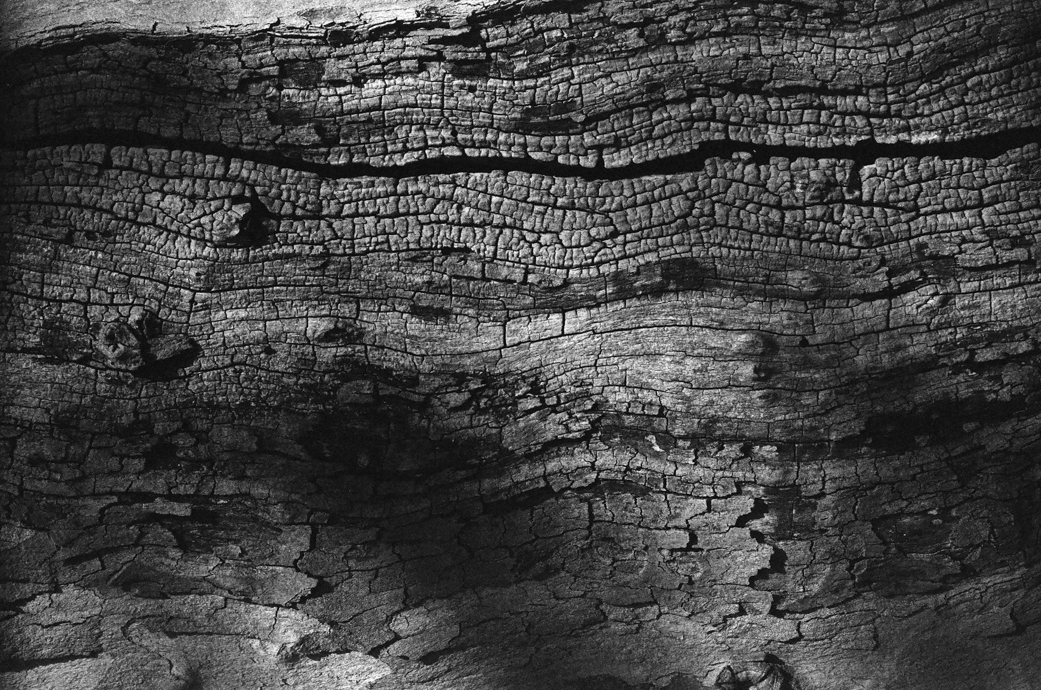 Black and white study of tree bark textures, revealing natural patterns, light, and shadow.