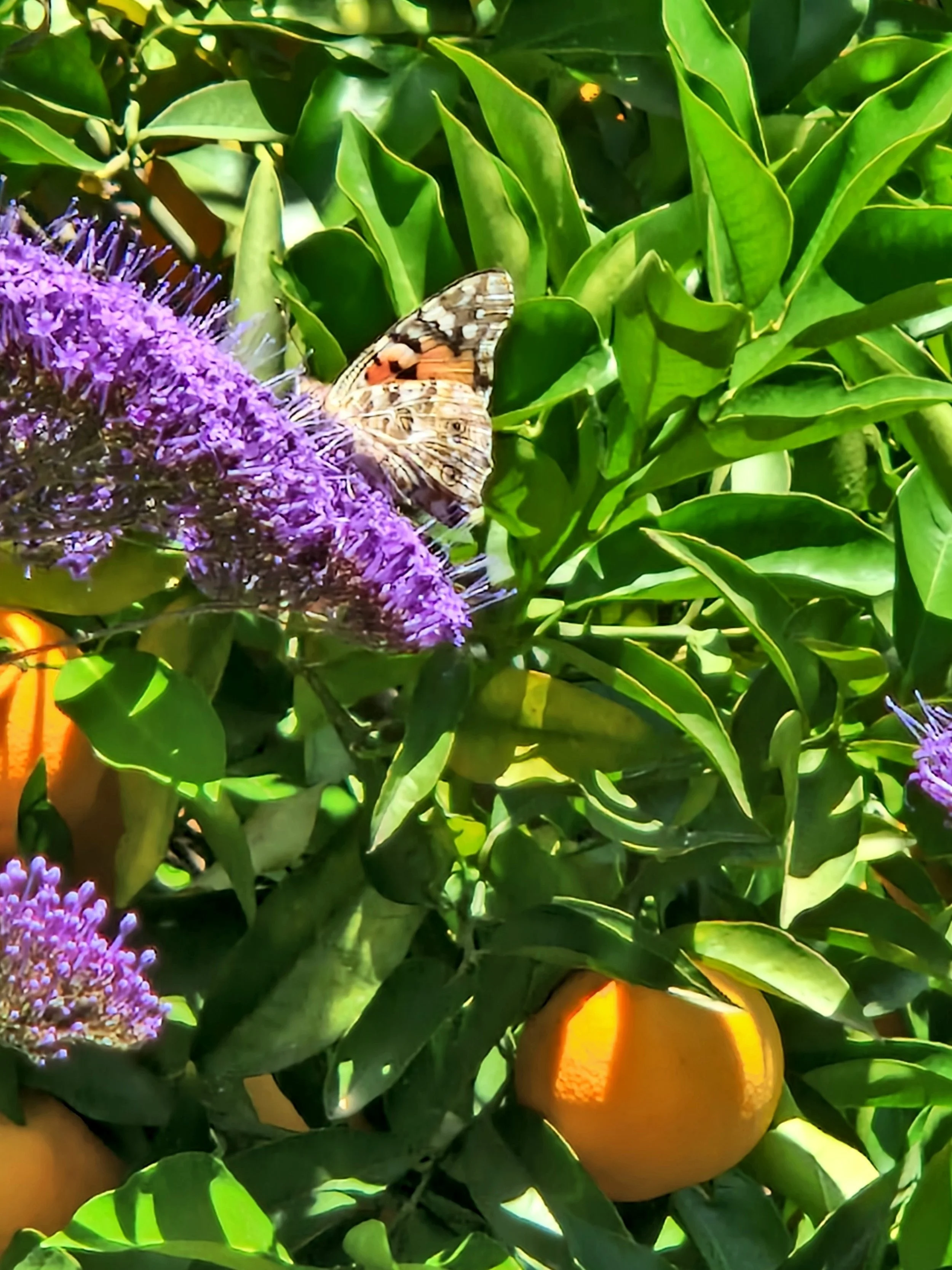 A garden scene with green leaves, purple flowers, orange fruits, and a butterfly resting on the flowers.