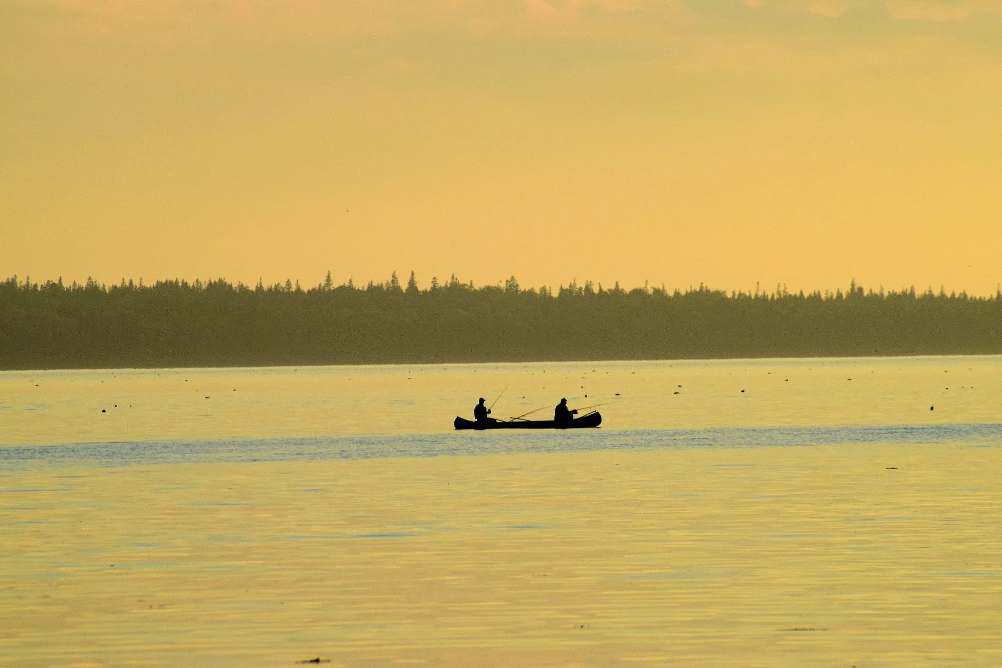 Two people silhouetted in a canoe on Seal Cove at golden hour, with calm yellow water and a dark tree line in the distance.