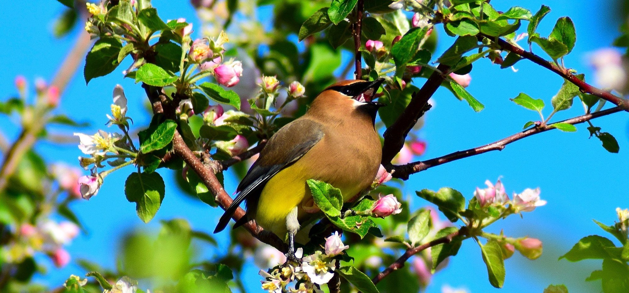 Cedar waxwing eating apple blossoms in an orchard on Mount Desert Island, Maine, with pink and white flowers against a blue sky.