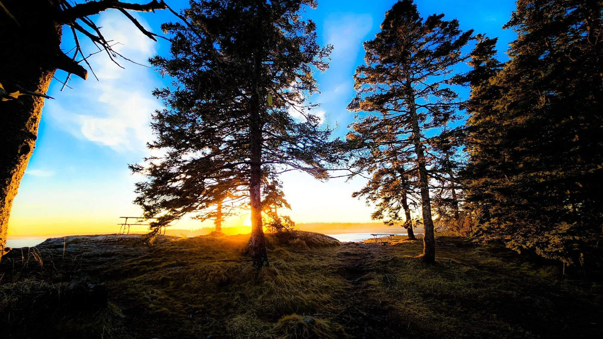 Sunset shining through spruce trees at Seawall in Acadia, with a narrow path, picnic tables, rocky shore, and golden light over the water.