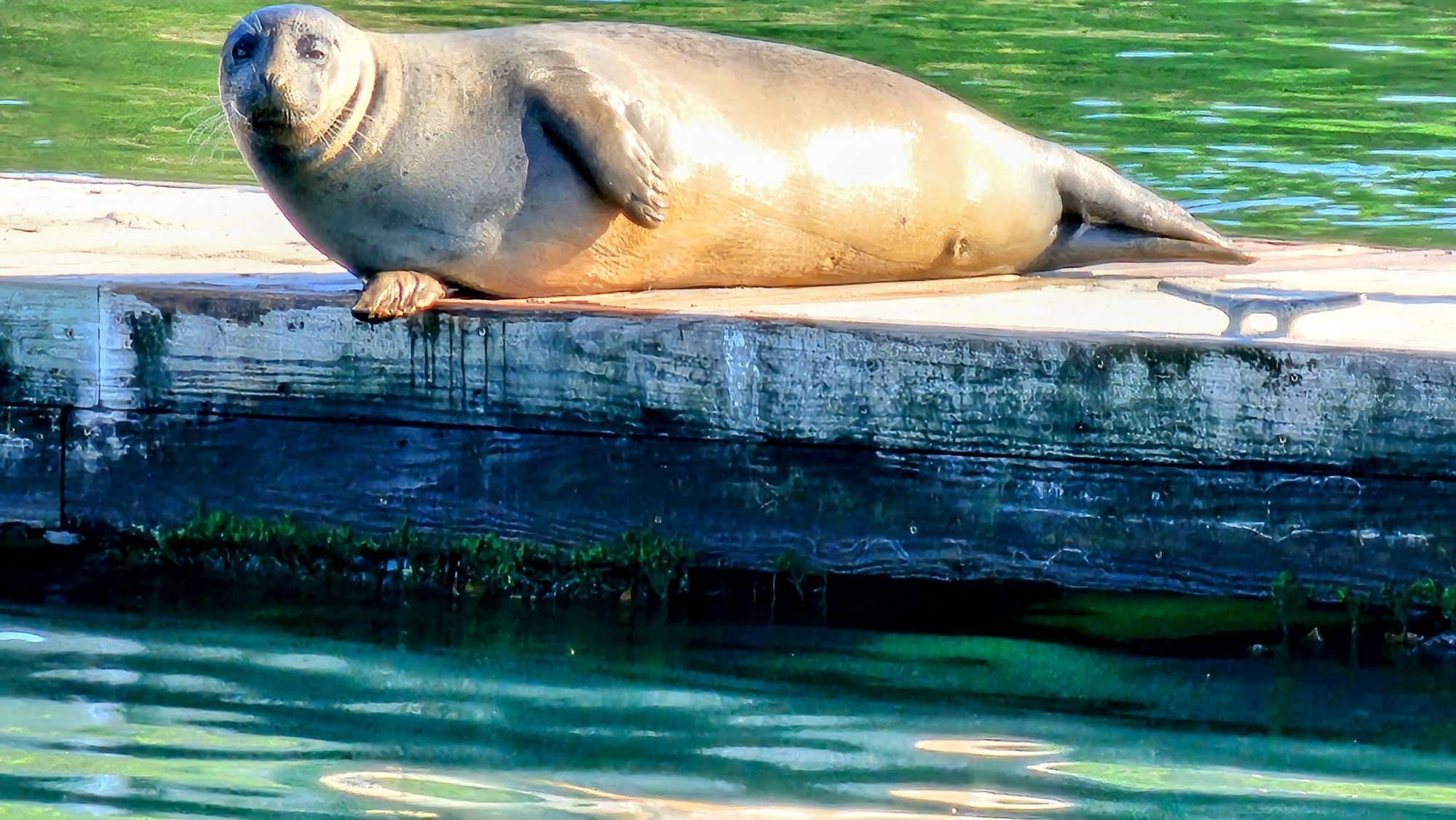 Harbor seal resting on a wooden dock in Southwest Harbor, with green water behind it and sunlight on its back.