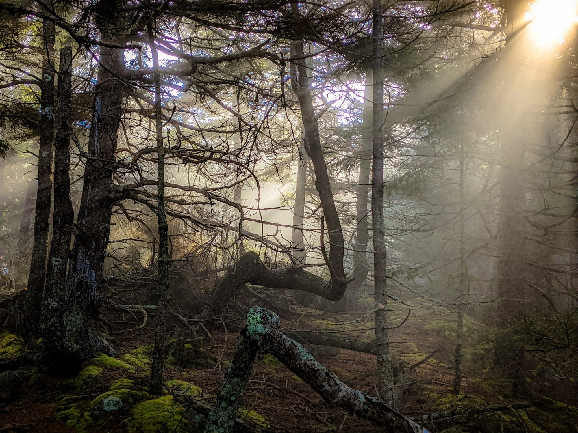 Sunbeams cutting through spruce trees and fog on Parkman Mountain in Acadia National Park, Mount Desert Island, Maine