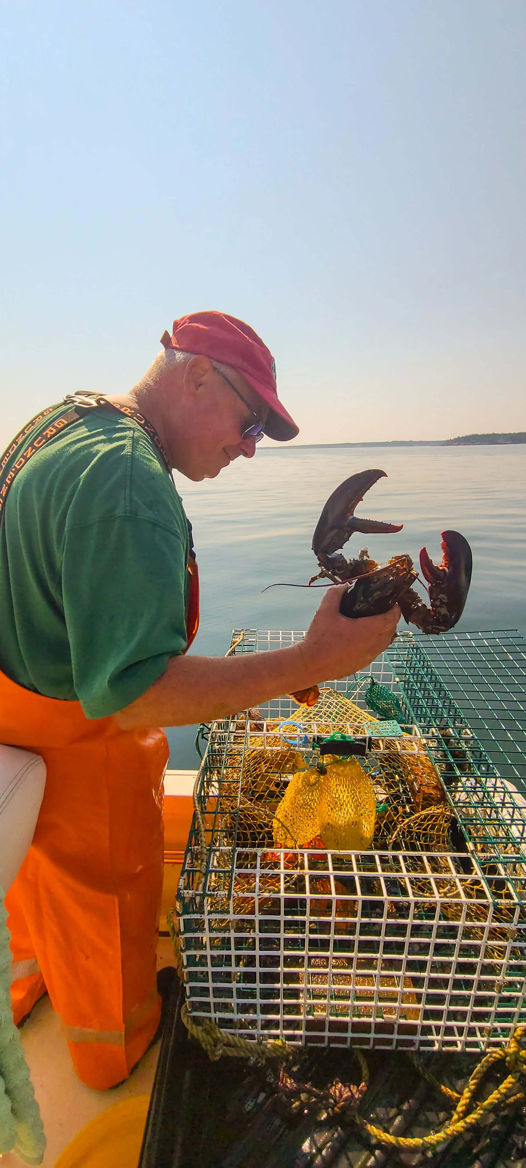 Maine lobsterman holding a freshly caught lobster over traps on a calm summer morning.