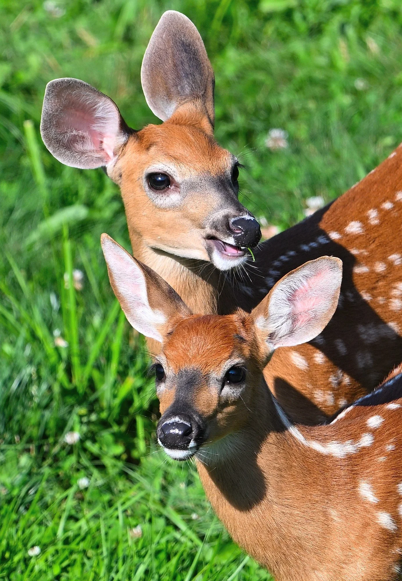 Twin white-tailed deer fawns born in a backyard in 2025, standing close together in green grass with spotted coats and large ears.