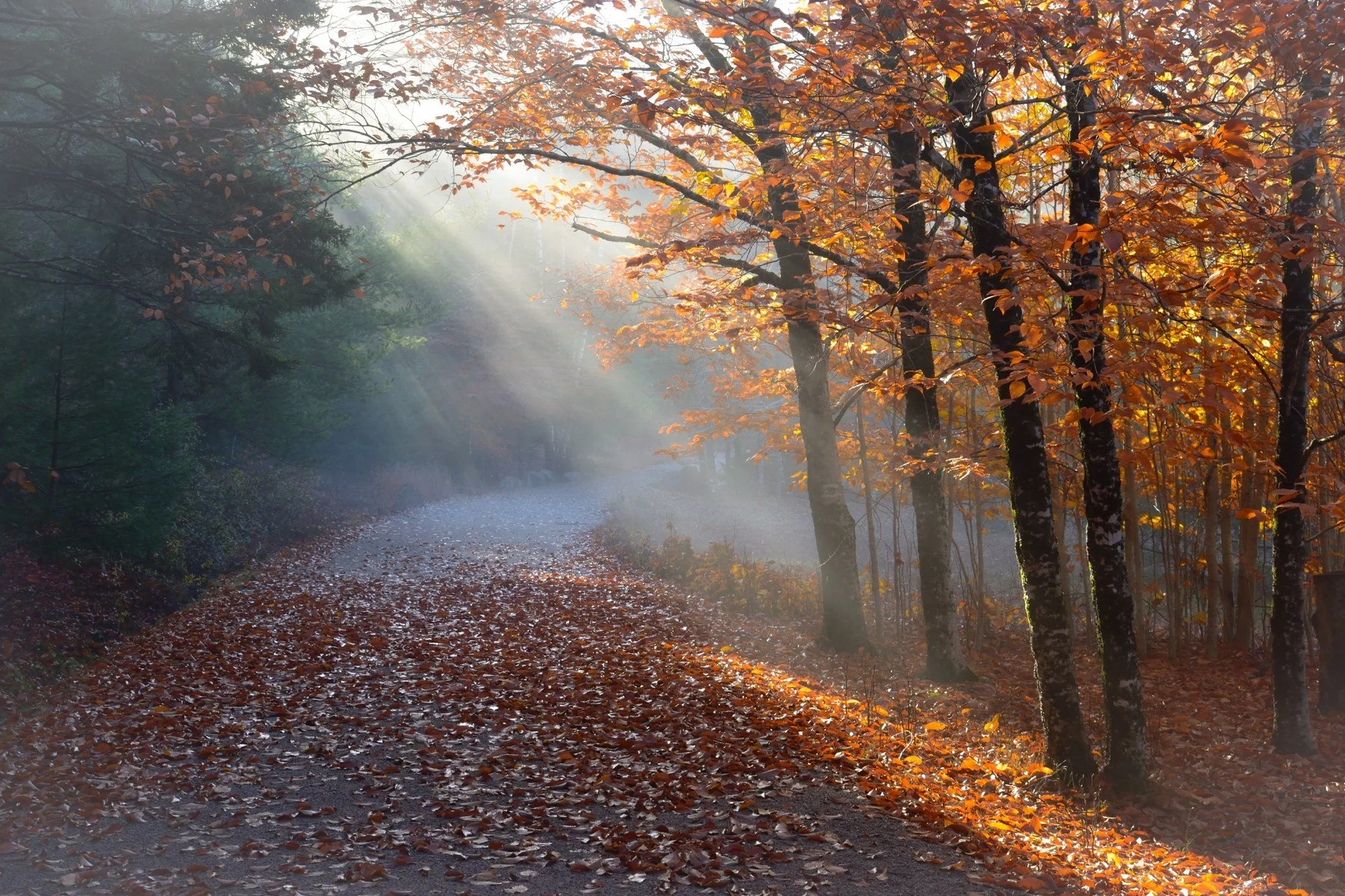 Autumn path near Little Long Pond in Seal Harbor on Mount Desert Island, Maine, with orange leaves, mist, and sunbeams shining through the trees.