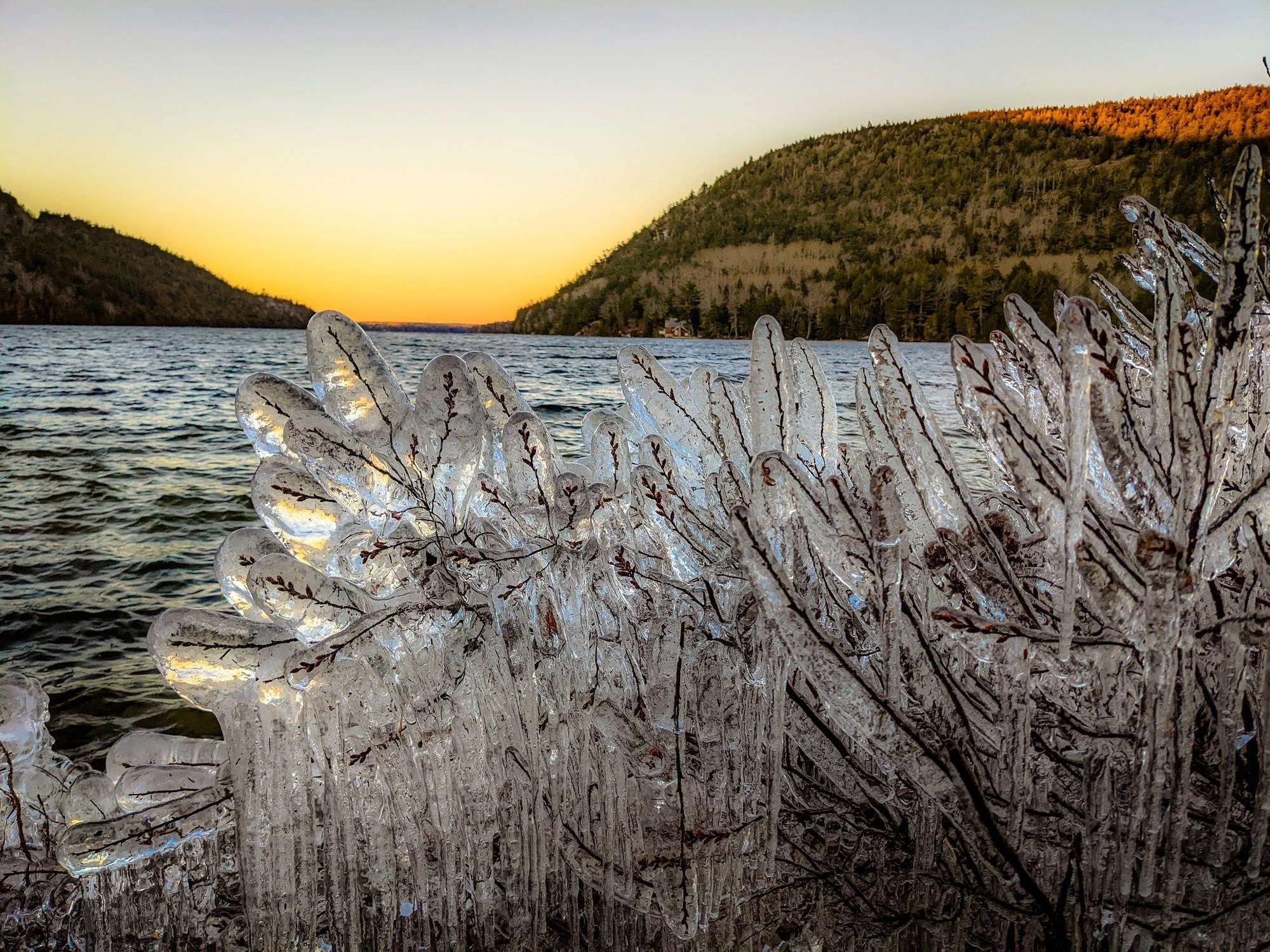 Ice-covered shoreline plants on Long Pond near Southwest Harbor on Mount Desert Island, Maine, with sunset light over the water and hills.