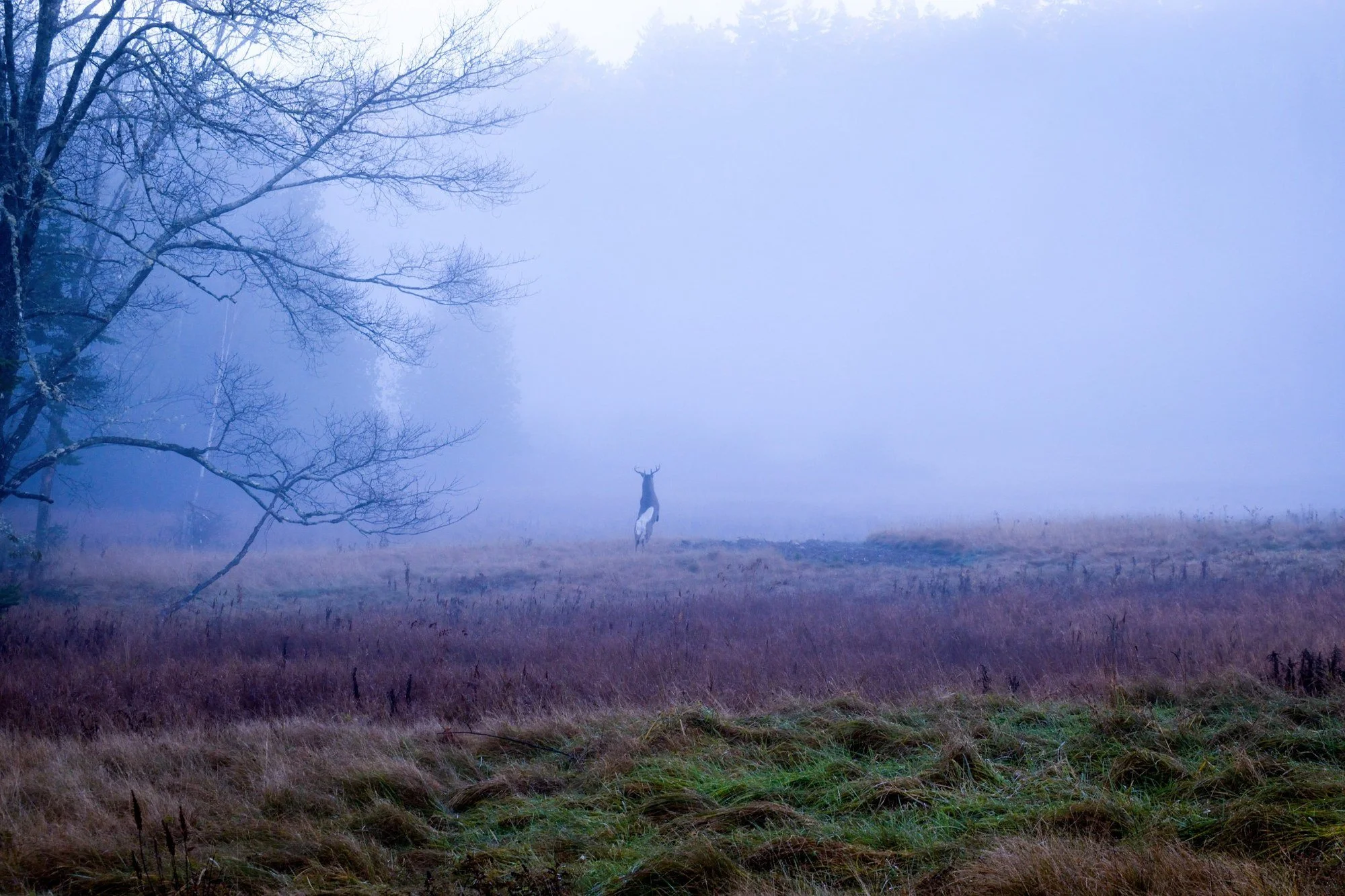 A Constant in the Fog