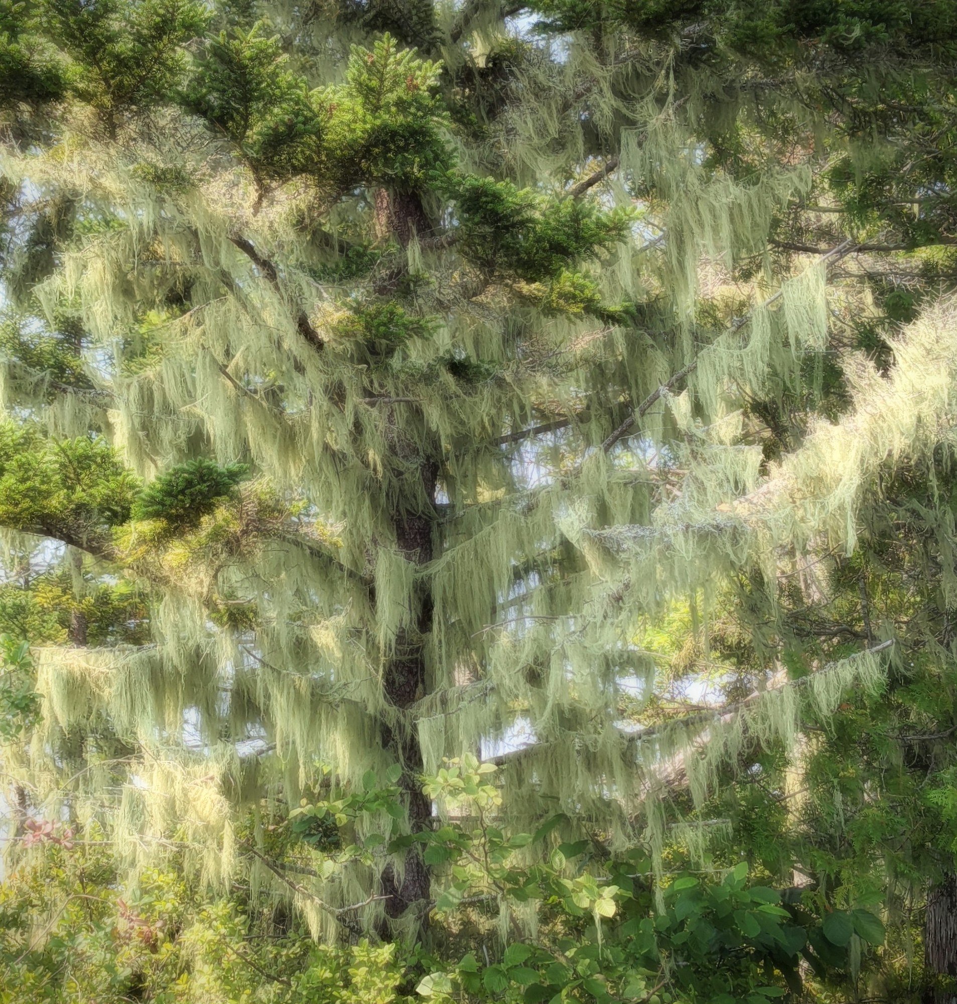Lichen-draped evergreen tree glowing in soft sunlight along Somes Pond in Somesville, photographed from a kayak.