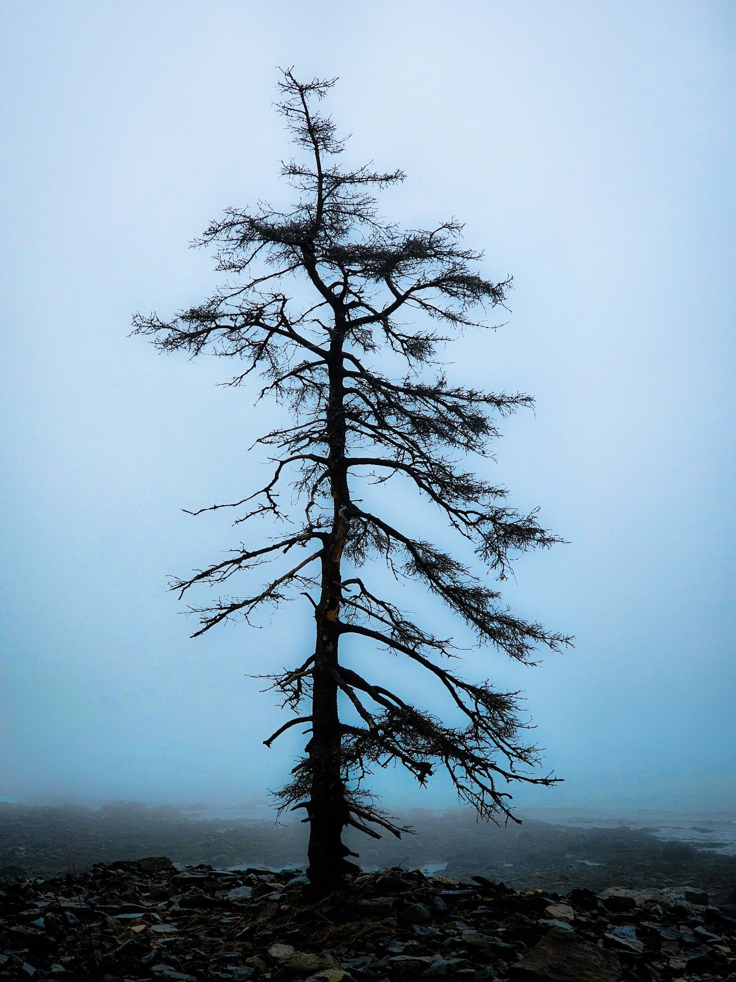 A lone wind-shaped spruce tree standing on the rocky shore at Seawall in Acadia, silhouetted against blue fog and mist.