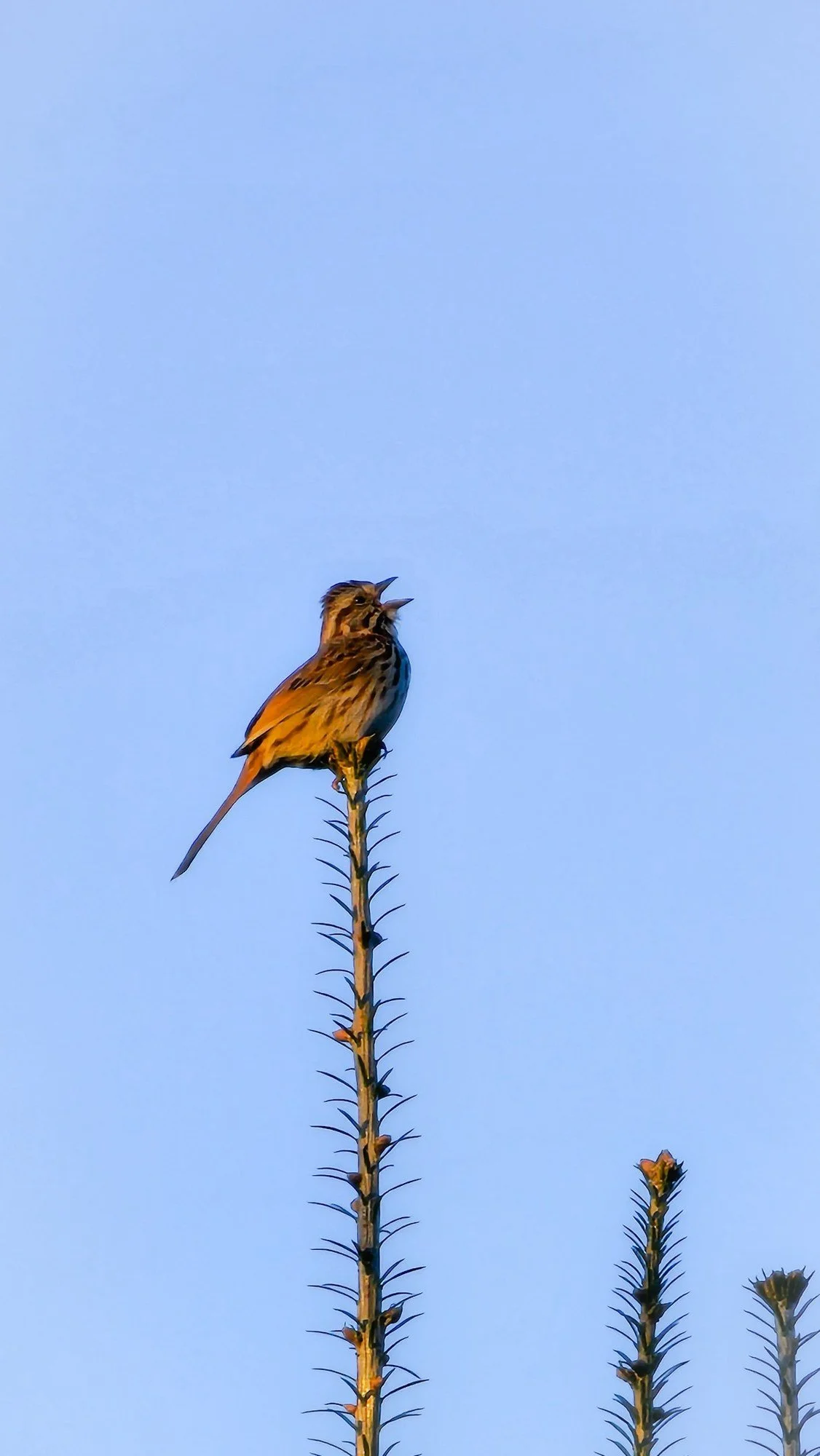 Song Sparrow singing from the top of a young spruce tree against a clear blue sky in Southwest Harbor.