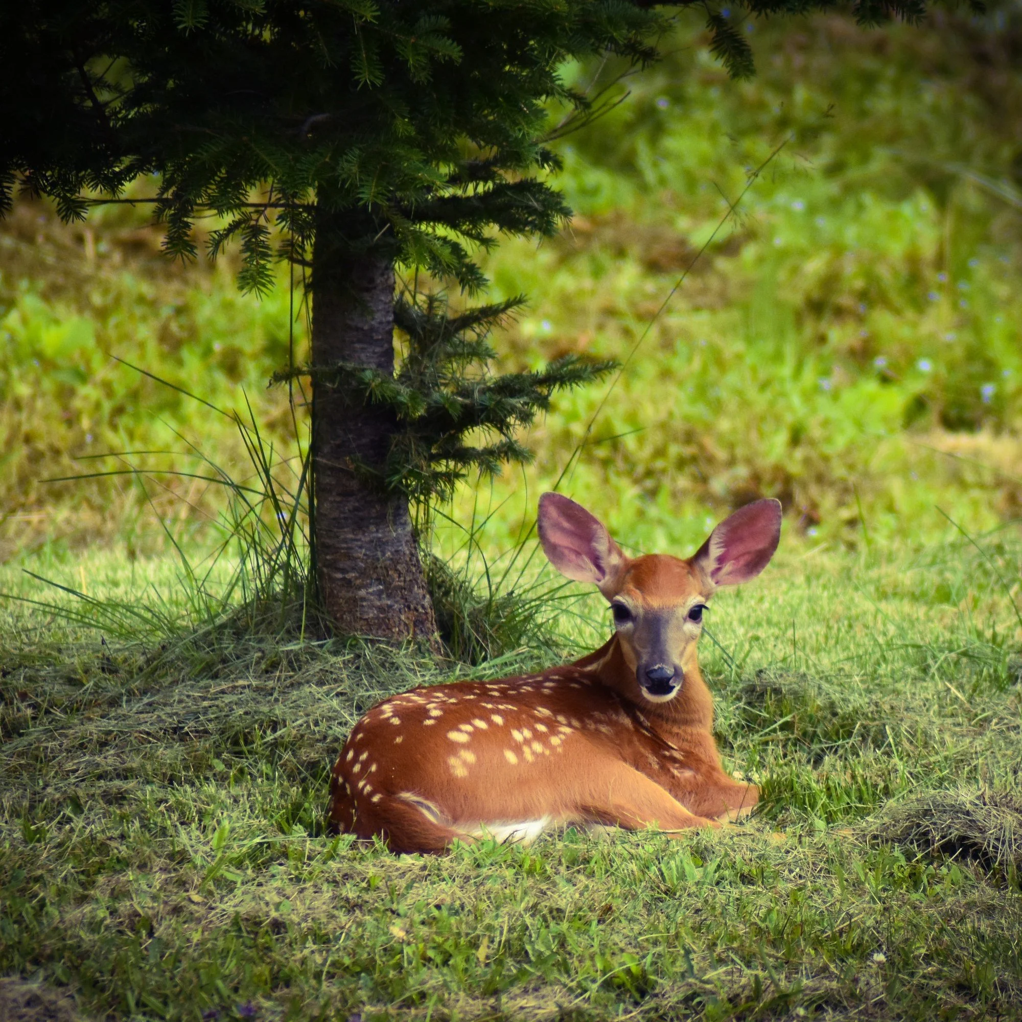 Young white-tailed deer fawn resting in green grass beneath a spruce tree in Maine, waiting quietly near cover.