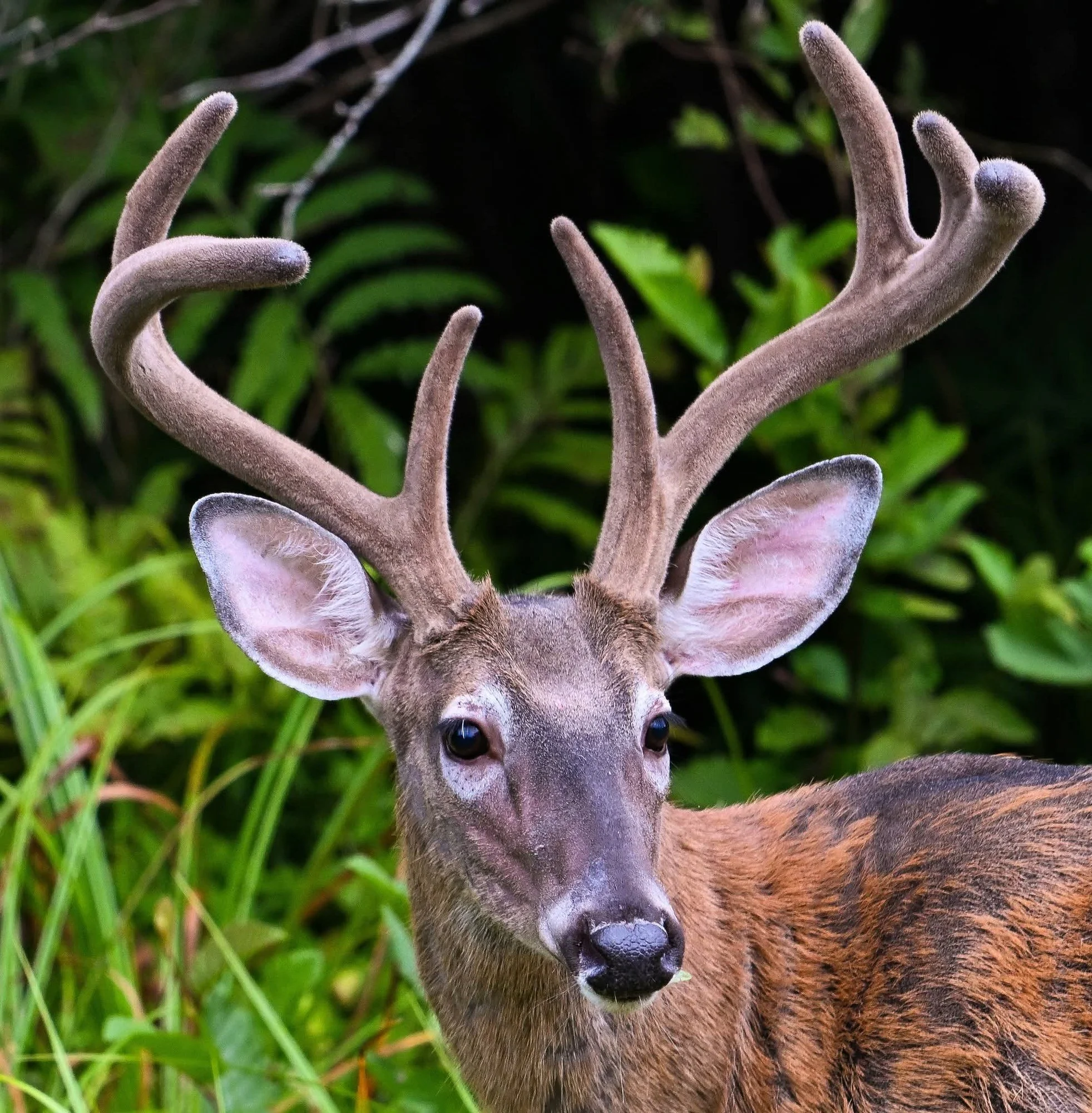 Young white-tailed buck in a backyard with velvet-covered antlers, standing in green brush during rut season.