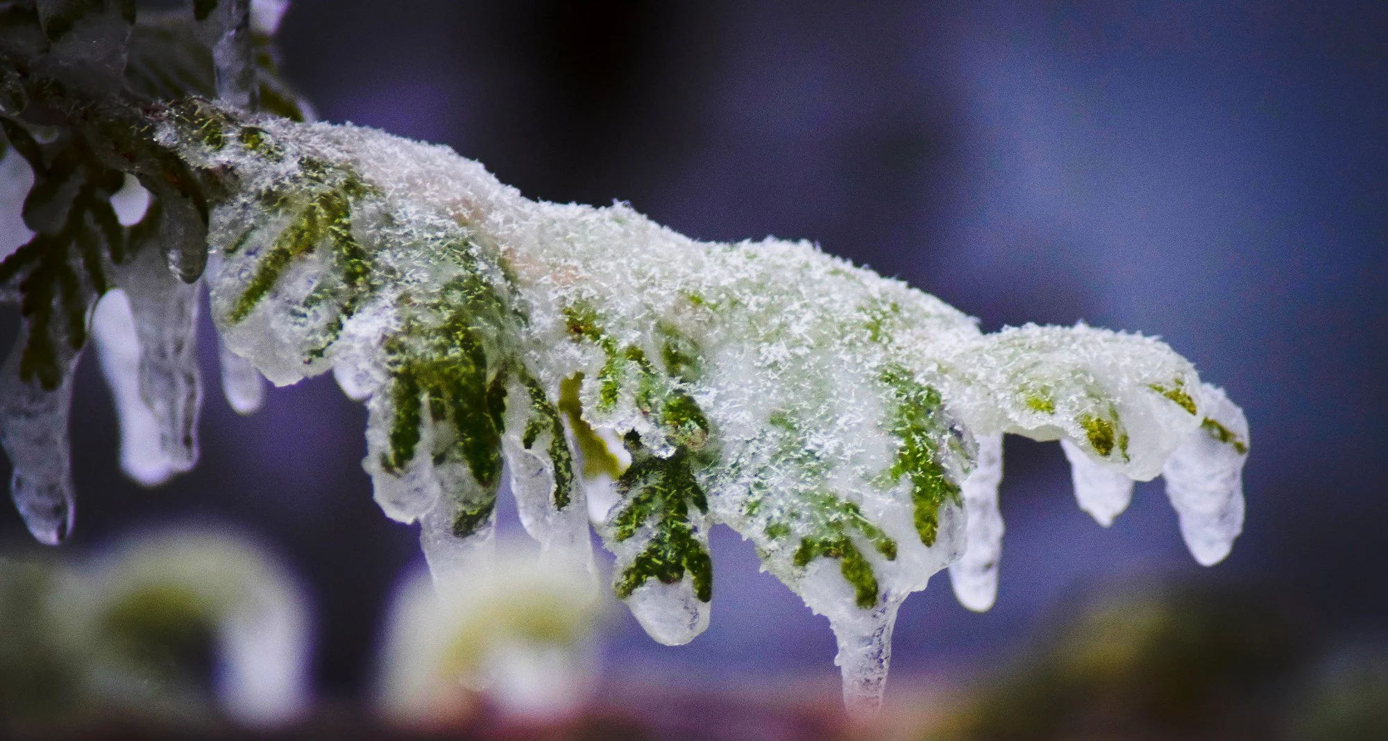 Ice-coated evergreen branch in Acadia National Park, with green needles frozen under clear winter ice against a soft dark background.